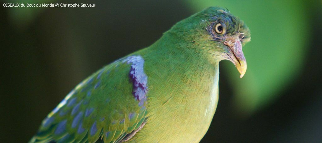 Orange-bellied Fruit Dove