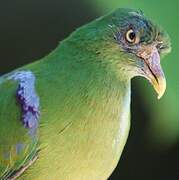 Orange-bellied Fruit Dove