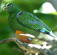 Orange-bellied Fruit Dove