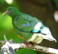 Orange-bellied Fruit Dove