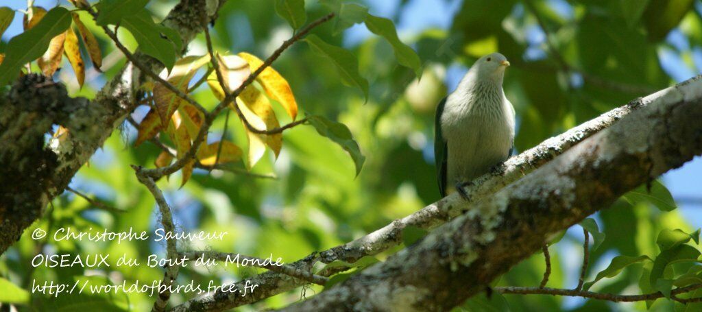 Grey-green Fruit Dove