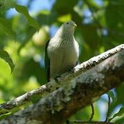 Grey-green Fruit Dove