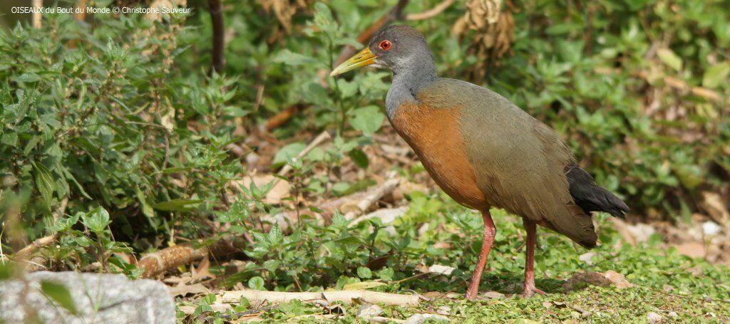 Grey-cowled Wood Rail