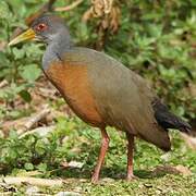 Grey-cowled Wood Rail