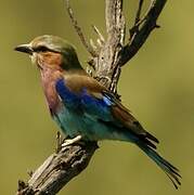 Lilac-breasted Roller