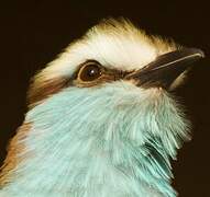 Racket-tailed Roller