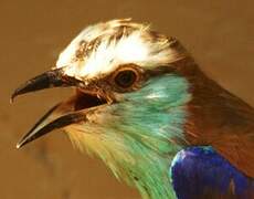 Racket-tailed Roller