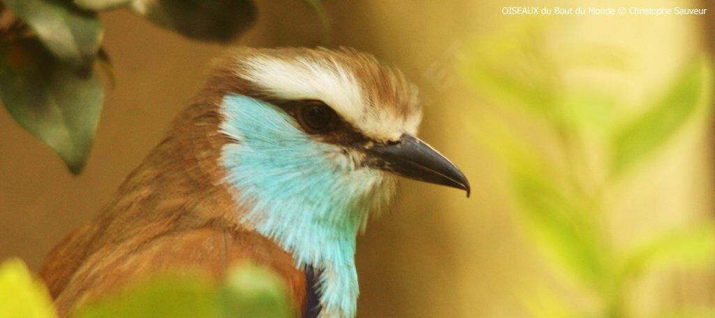 Racket-tailed Roller