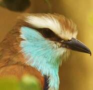 Racket-tailed Roller