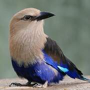 Blue-bellied Roller