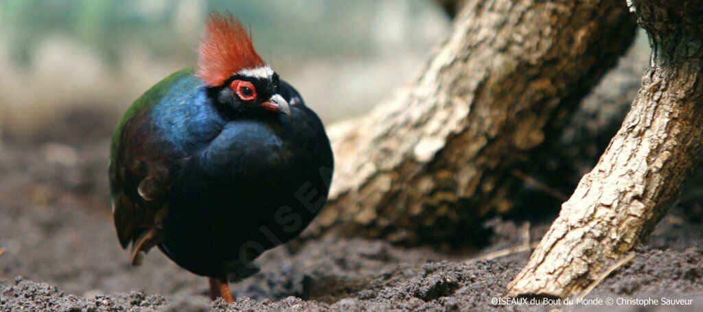 Crested Partridge male