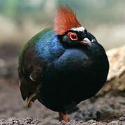 Crested Partridge