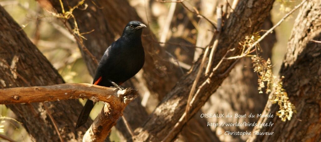 Red-winged Starling male, identification