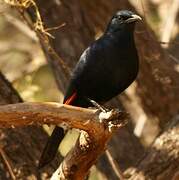 Red-winged Starling