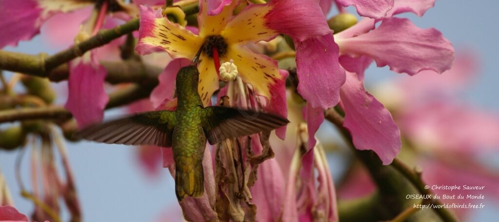 Gilded Sapphire, identification, Flight, feeding habits, Behaviour