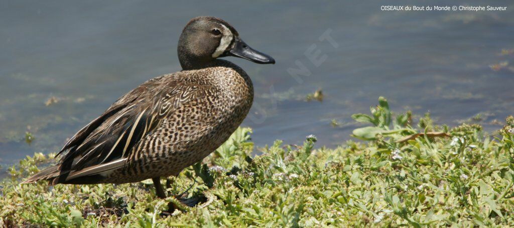 Blue-winged Teal