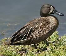 Blue-winged Teal