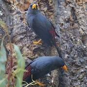 Grosbeak Starling