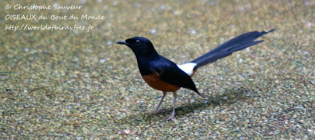 White-rumped Shama