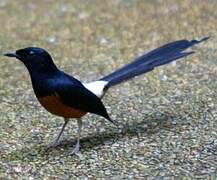 White-rumped Shama