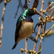 White-bellied Sunbird