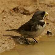 Double-collared Seedeater