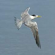 Greater Crested Tern