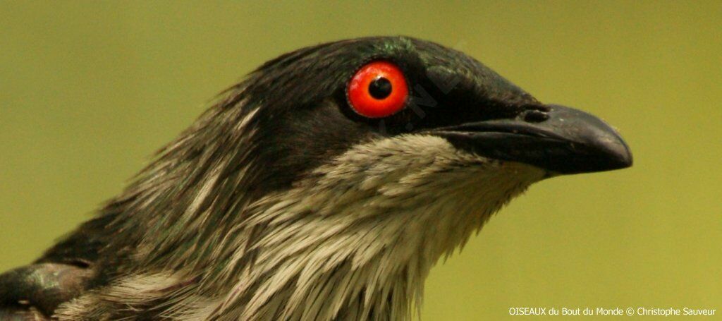 Metallic Starling