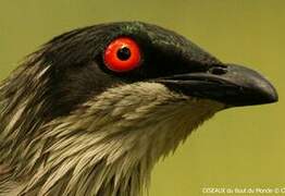 Metallic Starling