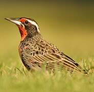 Long-tailed Meadowlark