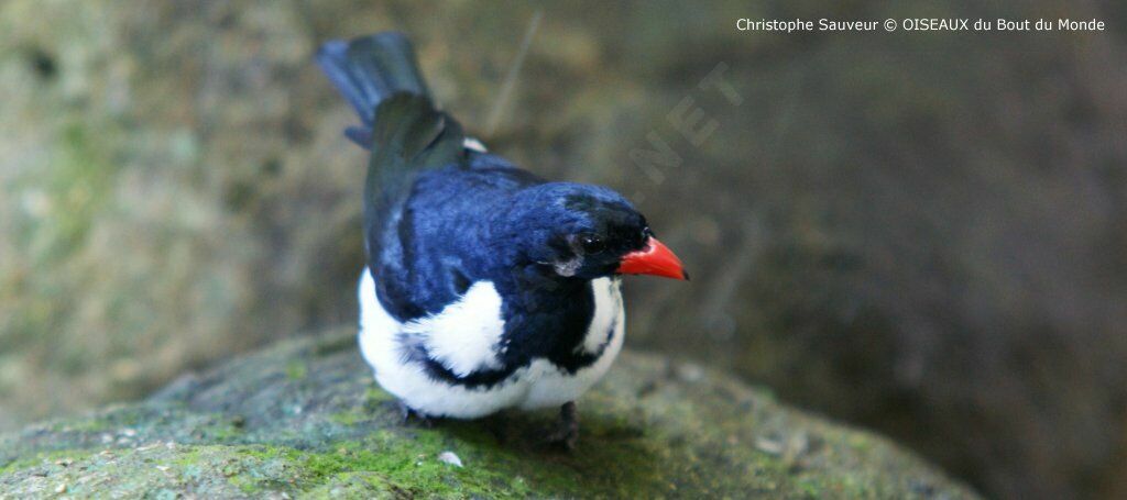 Red-billed Pied Tanager