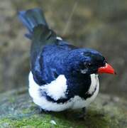 Red-billed Pied Tanager