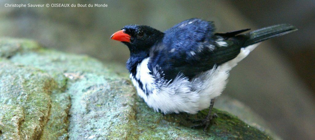 Red-billed Pied Tanager