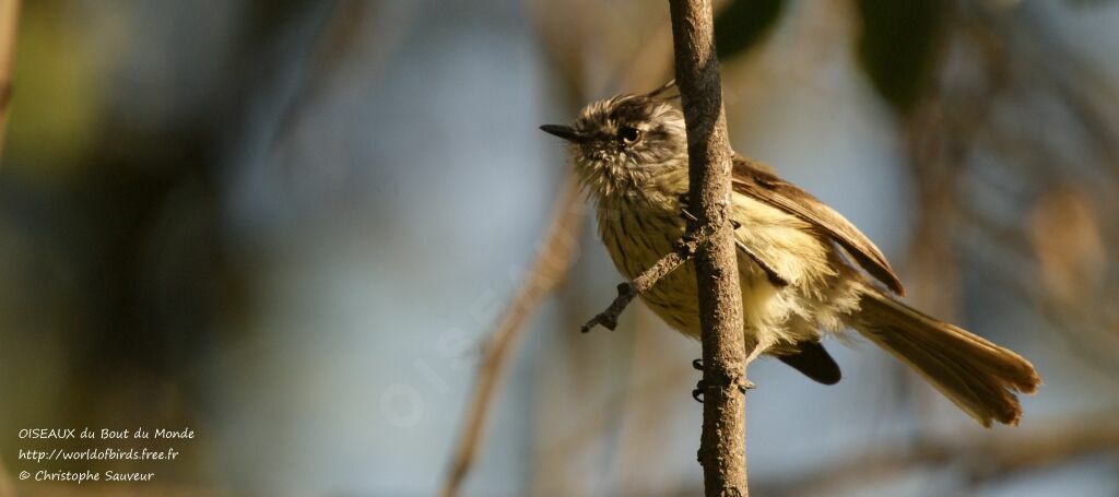 Tufted Tit-Tyrant, identification