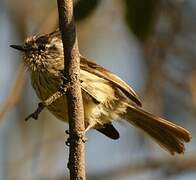 Tufted Tit-Tyrant