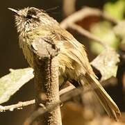 Taurillon mésange