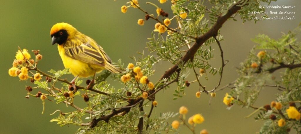 Southern Masked Weaver male adult, identification