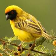 Southern Masked Weaver