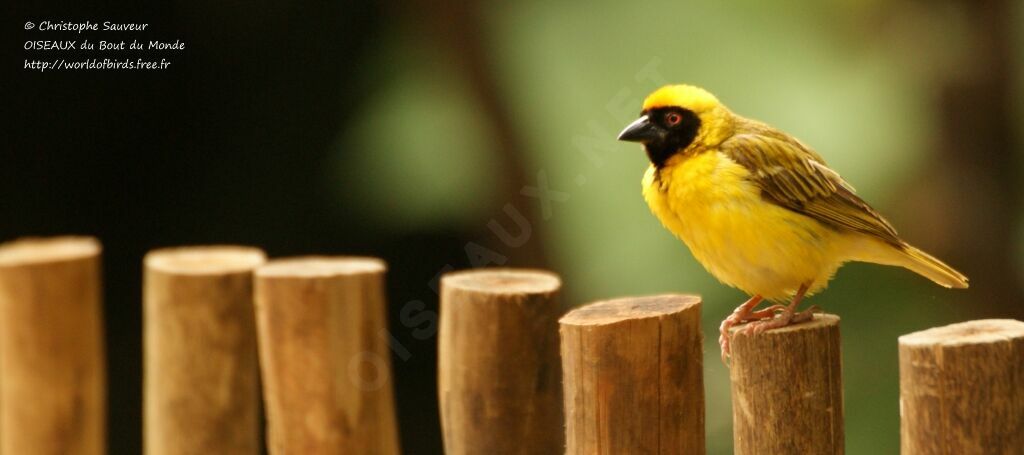 Southern Masked Weaver male adult, identification