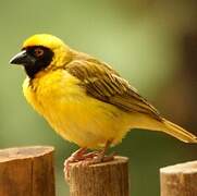 Southern Masked Weaver