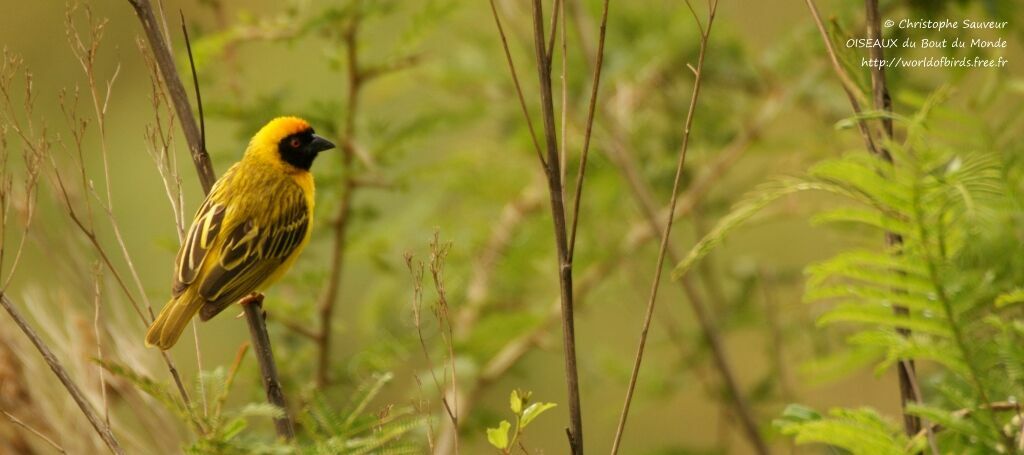 Southern Masked Weaver male adult, identification