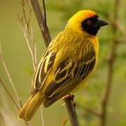 Southern Masked Weaver