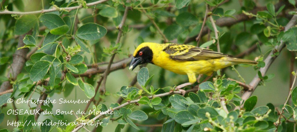 Village Weaver