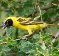 Village Weaver