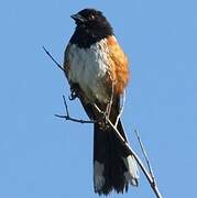 Spotted Towhee