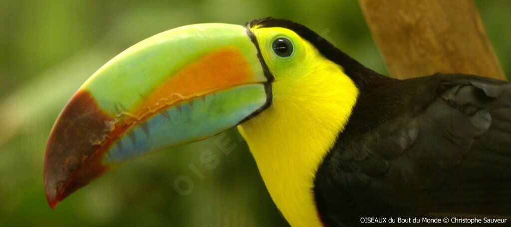 Toucan à carène