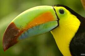 Keel-billed Toucan