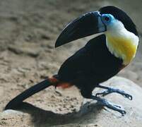 Channel-billed Toucan