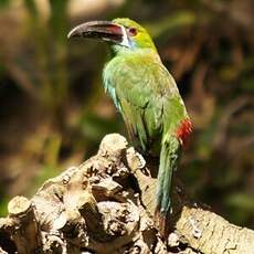 Toucanet à croupion rouge