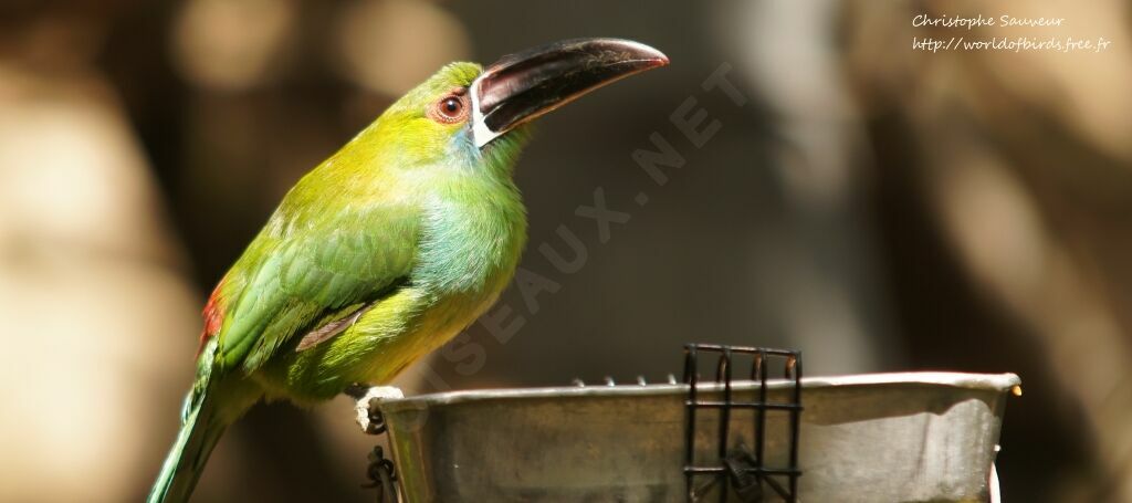 Toucanet à croupion rouge